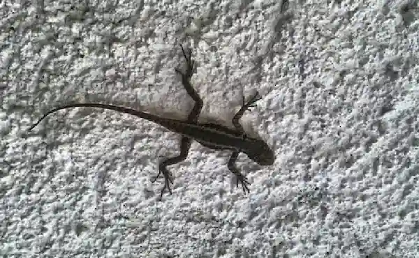 مكافحة الأبراص